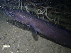 Conger wilsoni