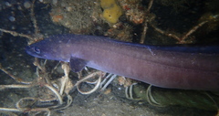 Conger wilsoni