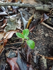 Olearia avicenniifolia