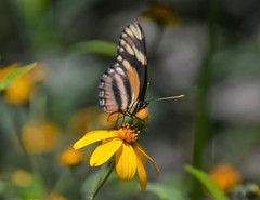 Eresia phillyra phillyra