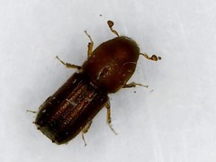 Xyleborus ferrugineus