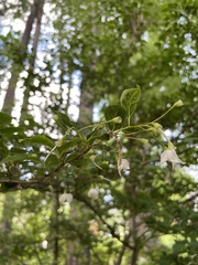 Styrax americanus
