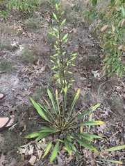Yucca filamentosa concava