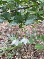 Styrax americanus