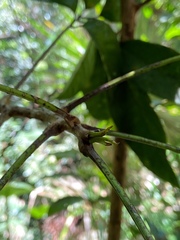 Tetragastris balsamifera
