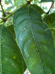 Tetragastris balsamifera