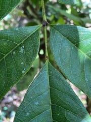Tetragastris balsamifera