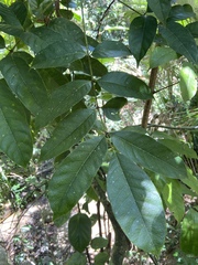 Tetragastris balsamifera