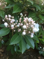 Kalmia latifolia