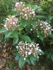 Kalmia latifolia