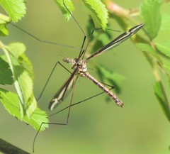 Tipula noveboracensis