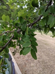 Ulmus crassifolia