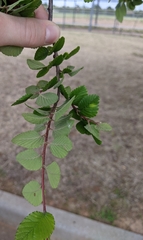 Ulmus crassifolia