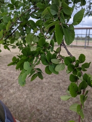 Ulmus crassifolia