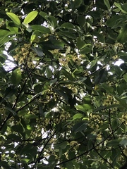 Acronychia imperforata