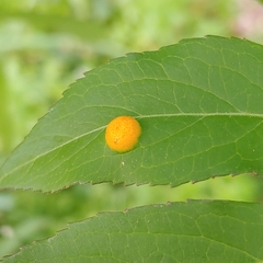 Puccinia sambuci