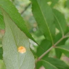 Puccinia sambuci