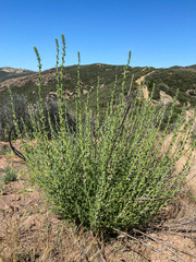 Sairocarpus multiflorus