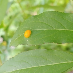 Puccinia sambuci