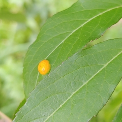 Puccinia sambuci