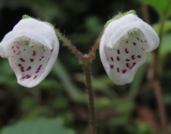 Jovellana repens