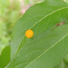 Puccinia sambuci