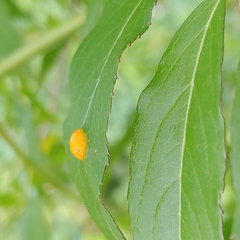 Puccinia sambuci