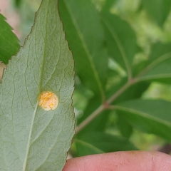 Puccinia sambuci