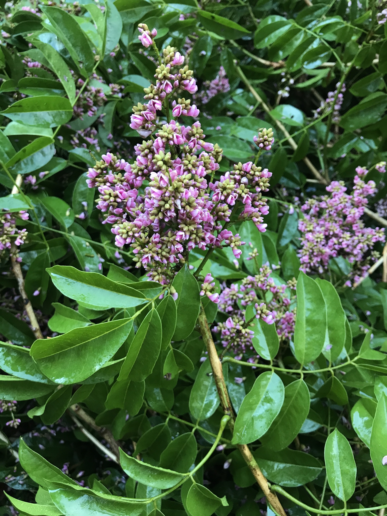 Andira