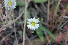Ixeris strigosa