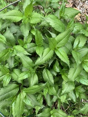 Monarda didyma