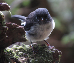 Petroica macrocephala