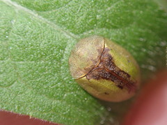 Cassida vibex