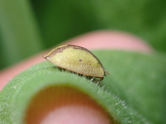 Cassida vibex