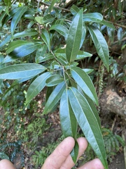 Licaria parvifolia