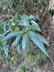 Licaria parvifolia