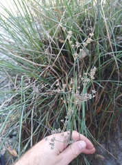 Juncus microcephalus