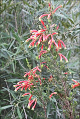 Erica versicolor