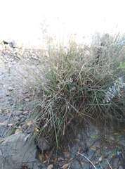 Juncus microcephalus