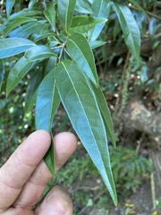 Licaria parvifolia