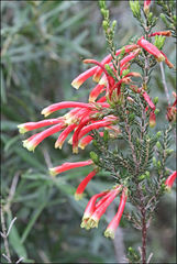 Erica versicolor