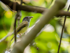 Oncostoma cinereigulare