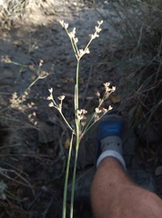 Juncus microcephalus