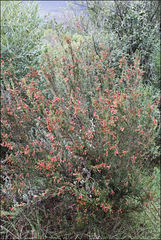 Erica versicolor