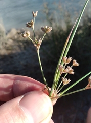 Juncus microcephalus