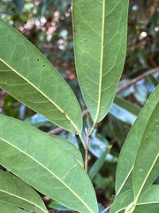 Licaria parvifolia