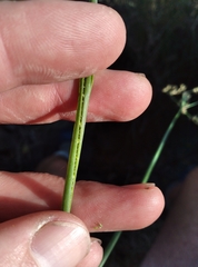 Juncus microcephalus