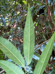 Licaria parvifolia