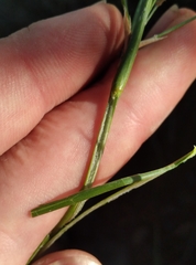 Juncus microcephalus