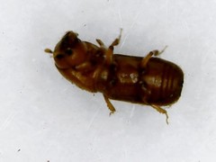 Xyleborus ferrugineus